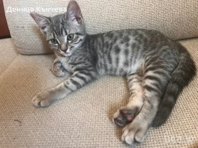 Шотландски клепоухи правоухи котета британски котки