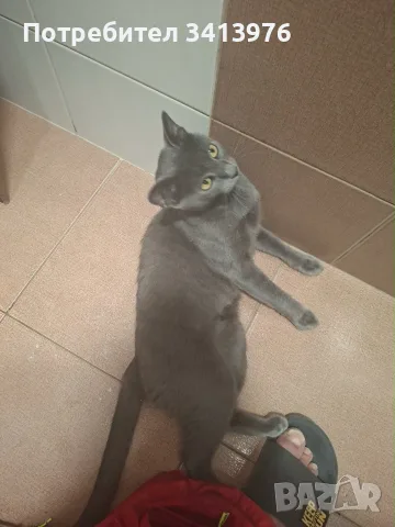 Подарява женска котка, снимка 7 - Руска синя котка - 55695919