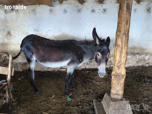 Магаре със самар спешно 