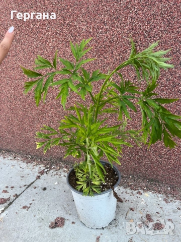 Sambucus “Golden Tower” 