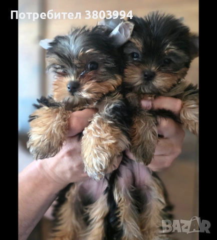 Мини Йоркширски териер момиченце и момченце на 2 месеца. 
