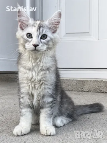 Котенца Мейн Куун, снимка 5 - Мейн кун - 54486305