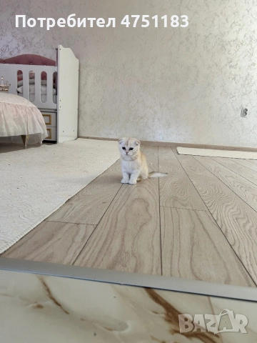 Златна Чинчила Шотландски Клеоупох