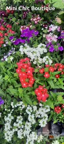 🌸  Вербена (Върбинка) Микс – Готови за засаждане! 🌸 15 бр. за 15€ , снимка 2 - Градински цветя и растения - 54796546