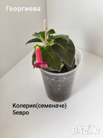 колерия , снимка 18 - Стайни растения - 54716817