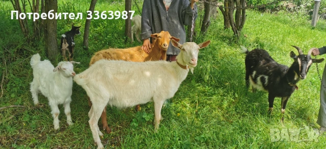 Кози за продажба , снимка 6 - Кози - 54659947