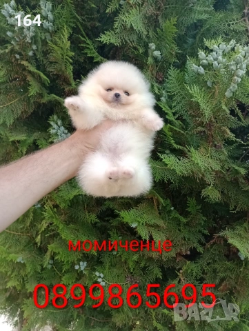 Мини Померани. Реални снимки от 17.06.26 г. , снимка 4 - Померан - 54941751