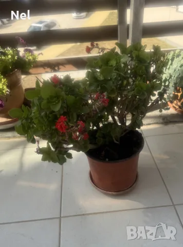 Цветя различни видове 4€-10€