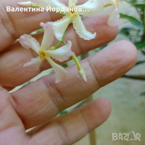 ароматен жасмин студоустойчив вечно зелен , снимка 3 - Разсади - 55618087