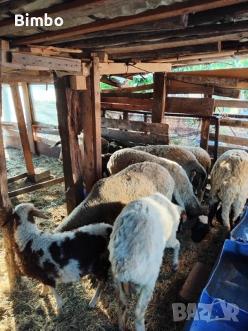 Продавам 3 агнета и 1 коч, снимка 4 - Овце - 54214856
