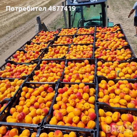 кайсии за ракия и за прясна консумация 