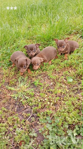 Продавам чихопинчерчета