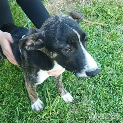 СПЕШНО ПОДАРЯВАМ ПЕТ ГОНЧЕТА БЕБЕТА, снимка 11 - Гонче - 54321374