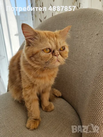 Продавам полуперсийско коте, снимка 2 - Персийска - 55313976