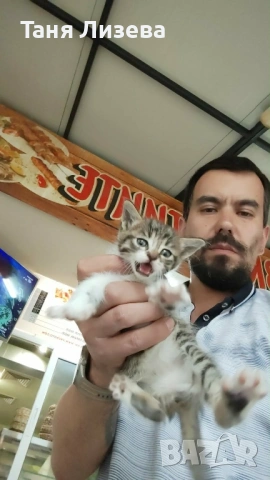 Малко котенце, снимка 2 - Други - 54480970