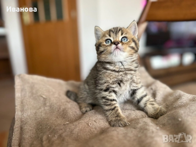 Британска късокосместа и шотландска клепоуха котка, снимка 3 - Британска късокосместа - 54530687