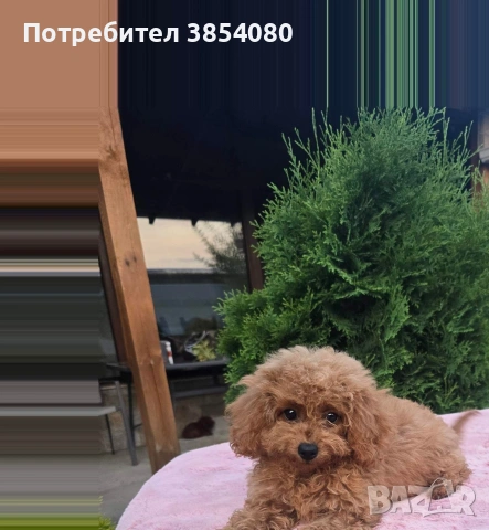 Той Пудел момиче 