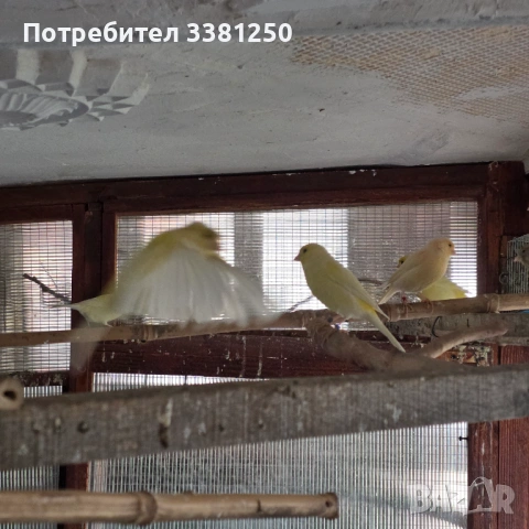 Канарчета, снимка 6 - Канари - 54767665
