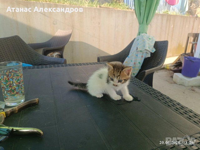 Подарявам котенца , снимка 2 - Други - 55024553