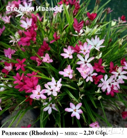 Родоксис (Rhodoxis) – микс; луковички