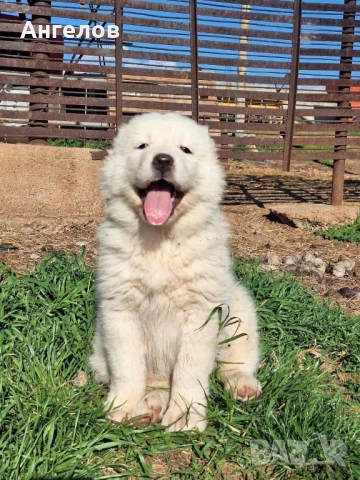 Алабай(средноазиатска овчарка)