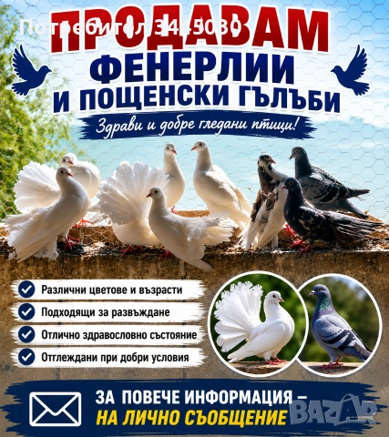 Продавам гълъби, снимка 2 - Гълъби - 55275506