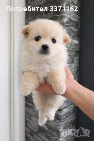 Померански шпиц , снимка 3 - Померан - 54122865