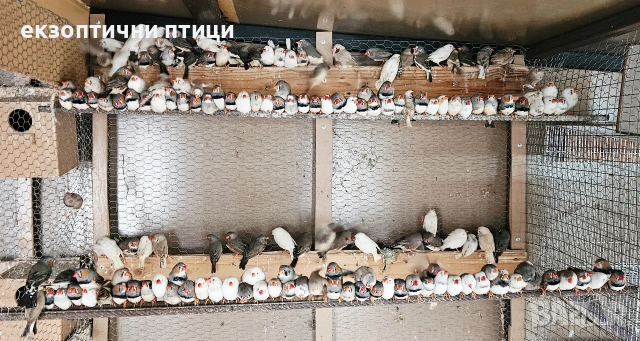 Свободни 200бр Амадини, снимка 3 - Амадини - 54013048