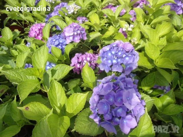 Hydrangea macrophylla ‘Yola’ (Хортензия ‘Йола’), снимка 2 - Градински цветя и растения - 55639554