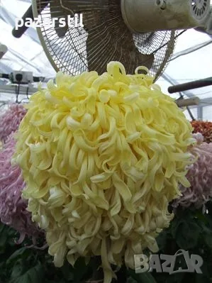 ХРИЗАНТЕМА СОРТОВА, ЖЪЛТА - Разсад, снимка 2 - Градински цветя и растения - 55545526