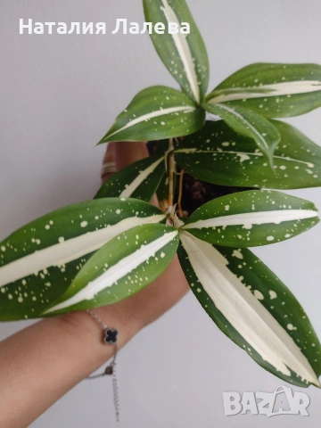 Драцена, dracena milky way
