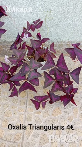 Оксалис Oxalis Triangularis , снимка 2 - Стайни растения - 55161287