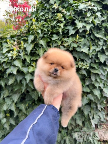Померан момче. Померанче, снимка 4 - Померан - 54216754