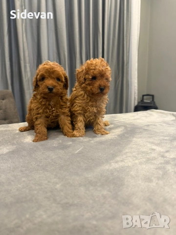 Пудел Той и Мини , снимка 5 - Пудели - 54177871