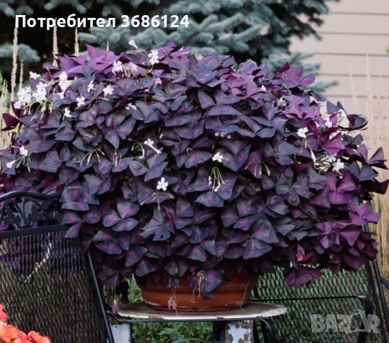 Оксалис детелина грудки