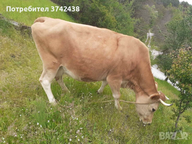 Продавам крава за доене, снимка 3 - Крави - 54609599