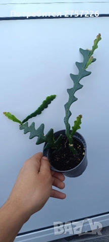 Selenicereus anthonyanus, снимка 3 - Стайни растения - 54758736