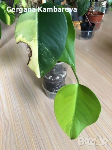Monstera Marmorata Tricolor 