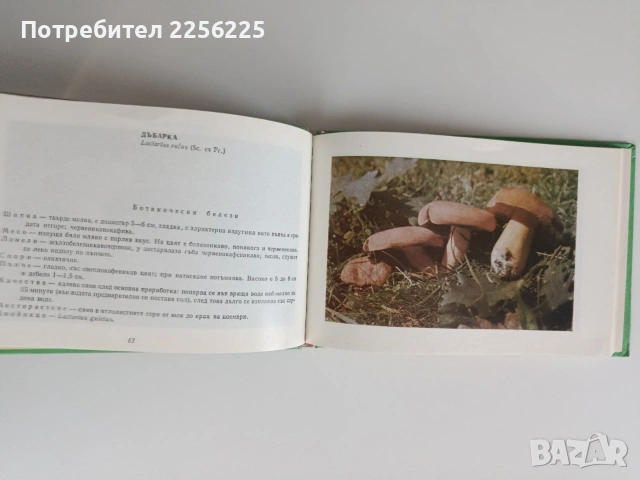 Диворастящи гъби, снимка 3 - Специализирана литература - 55104478