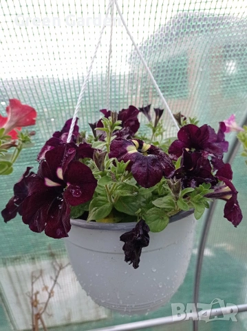 ТОП КАСКАДНИ ПЕТУНИИ, снимка 4 - Градински цветя и растения - 54128212