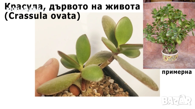 Красула, дървото на живота (Crassula ovata) 10-15 см сукулентно растение