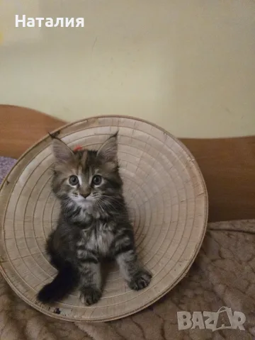 Котенца Мейн Куун, снимка 5 - Мейн кун - 55585027
