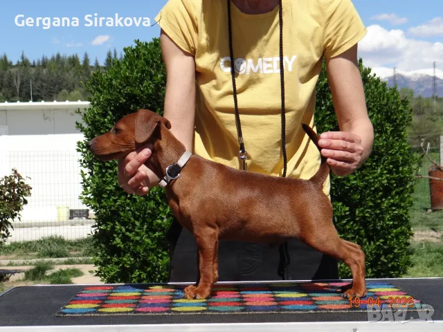 Миниатюрен Пинчер / zwergpinscher, снимка 5 - Пинчер - 54688021