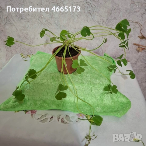 Оксалис/Детелина розова, снимка 4 - Градински цветя и растения - 54378067