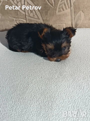 Йоркширски териер , снимка 4 - Йоркширски териер - 54063849