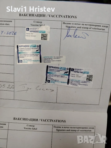 куче пекинез, снимка 4 - Пекинез - 54392081