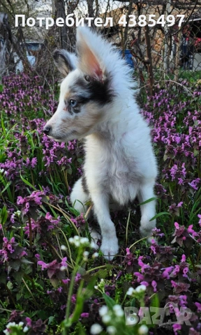 Момче Шелти мини Коли , снимка 5 - Коли - 53650176