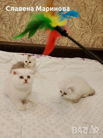 Шотландски котета ,сребърна чинчила, колорпойнт, дългокосместа котка