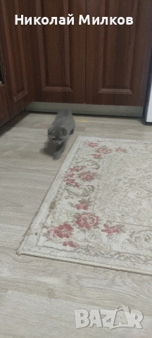 Британски котета, снимка 3 - Британска късокосместа - 54394647