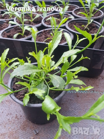 Цветя, снимка 13 - Разсади - 54076484